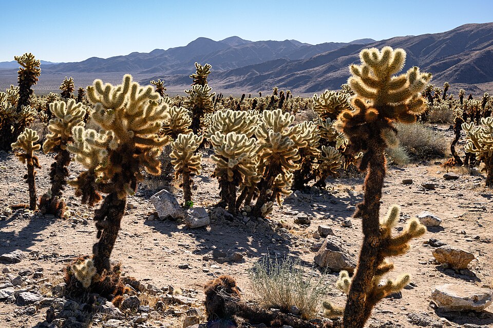 Cholla Cactus Garden