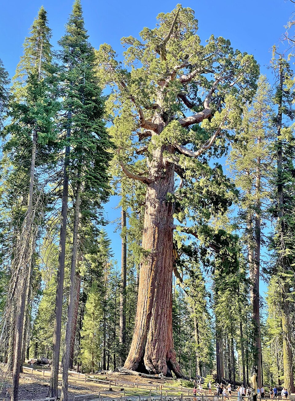 Mariposa Grove
