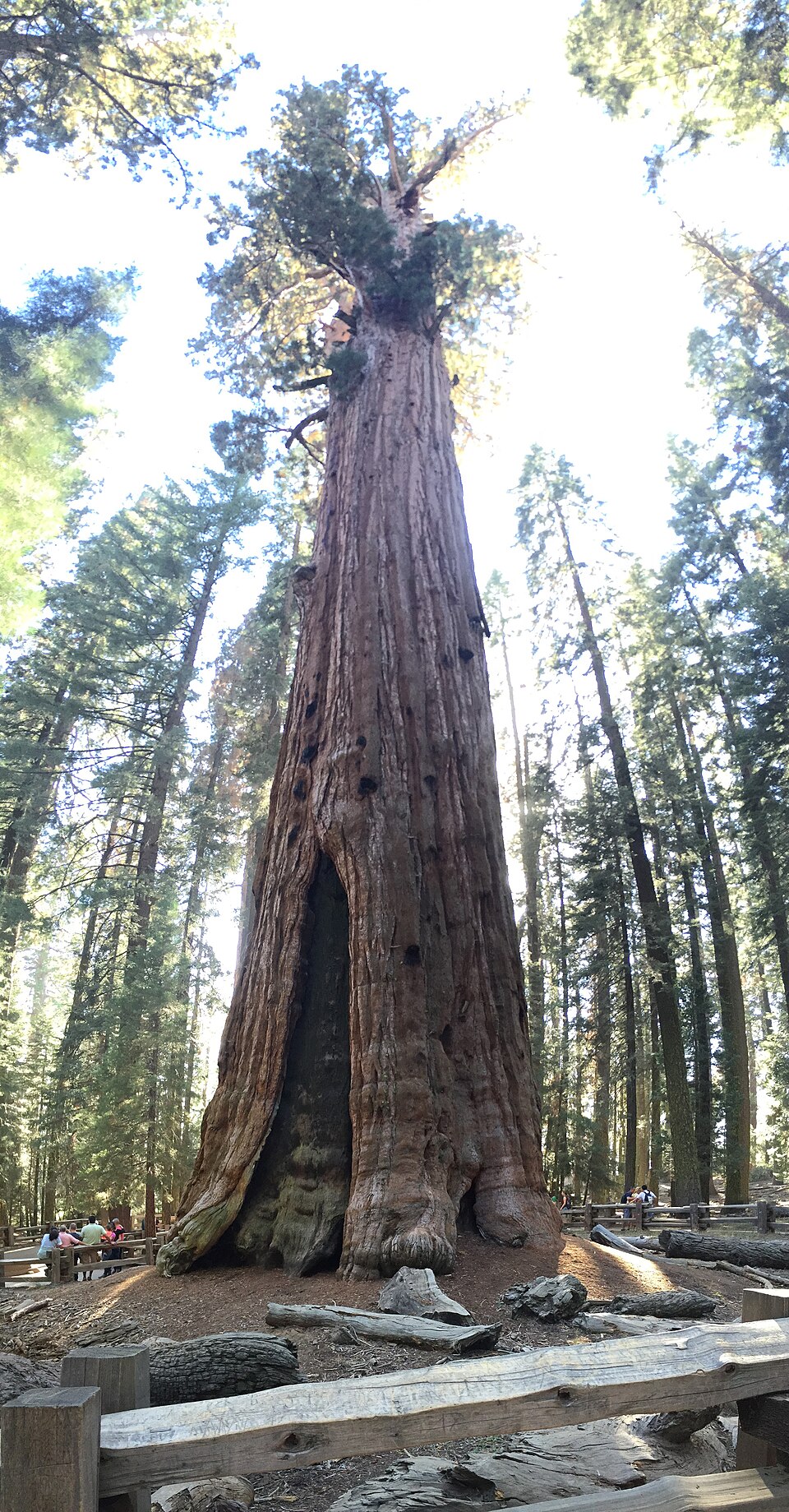 General Sherman Tree